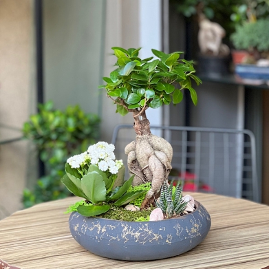 Kk Ginseng Bonsai